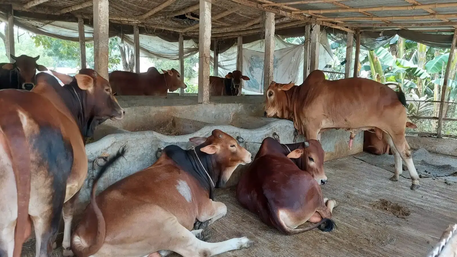 investors network bangladesh